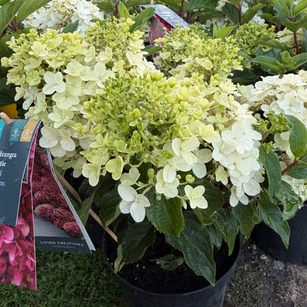 Hortensja bukietowa Living Little Rosy®