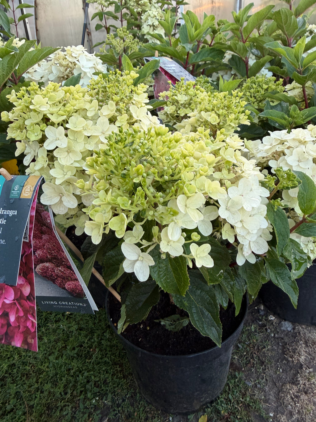 Hortensja bukietowa Living Little Rosy®