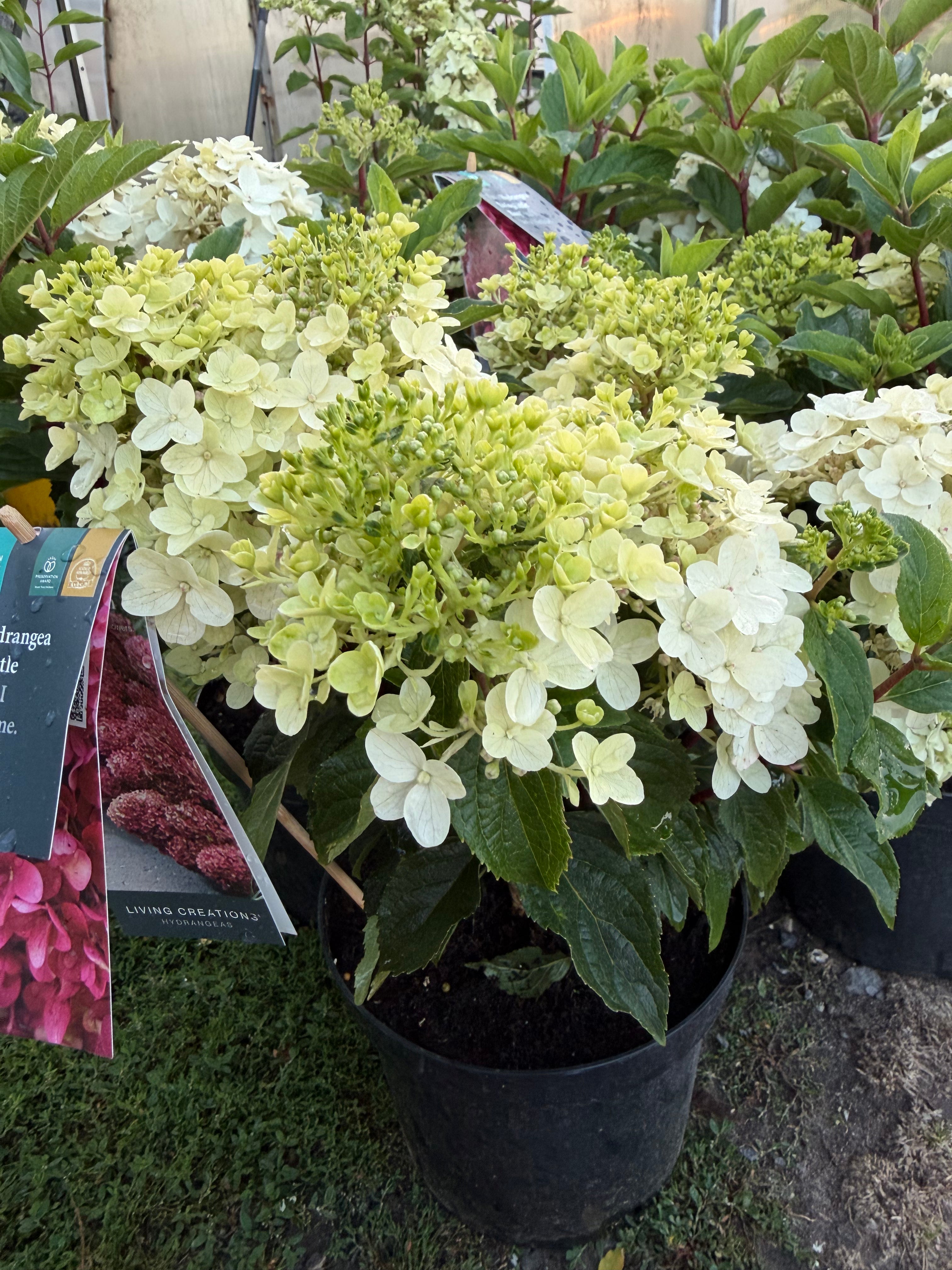 Hortensja bukietowa Living Little Rosy®