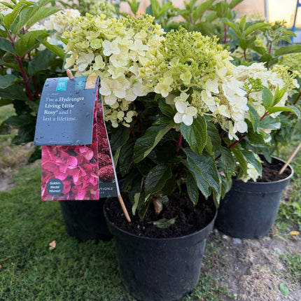 Hortensja bukietowa Living Little Rosy®