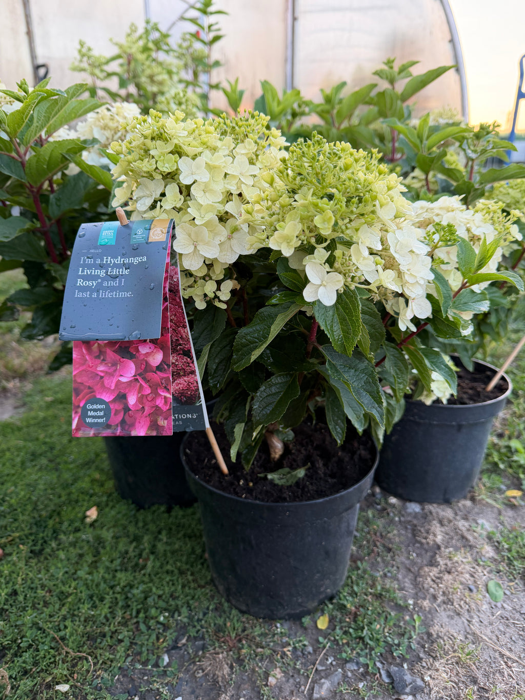 Hortensja bukietowa Living Little Rosy®