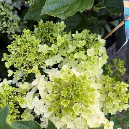 Hortensja bukietowa Living Little Rosy®