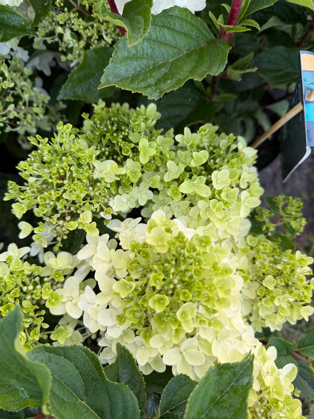 Hortensja bukietowa Living Little Rosy®