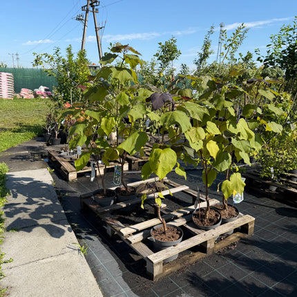 Katalpa purpurowa ‘Purpurea’ – duże purpurowe liście | Catalpa erubescens