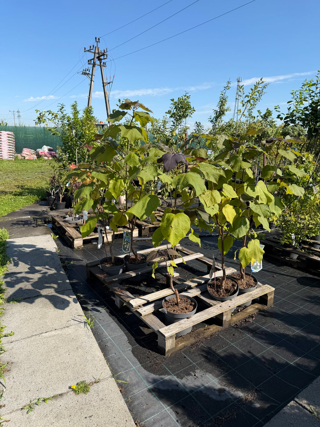 Katalpa purpurowa ‘Purpurea’ – duże purpurowe liście | Catalpa erubescens