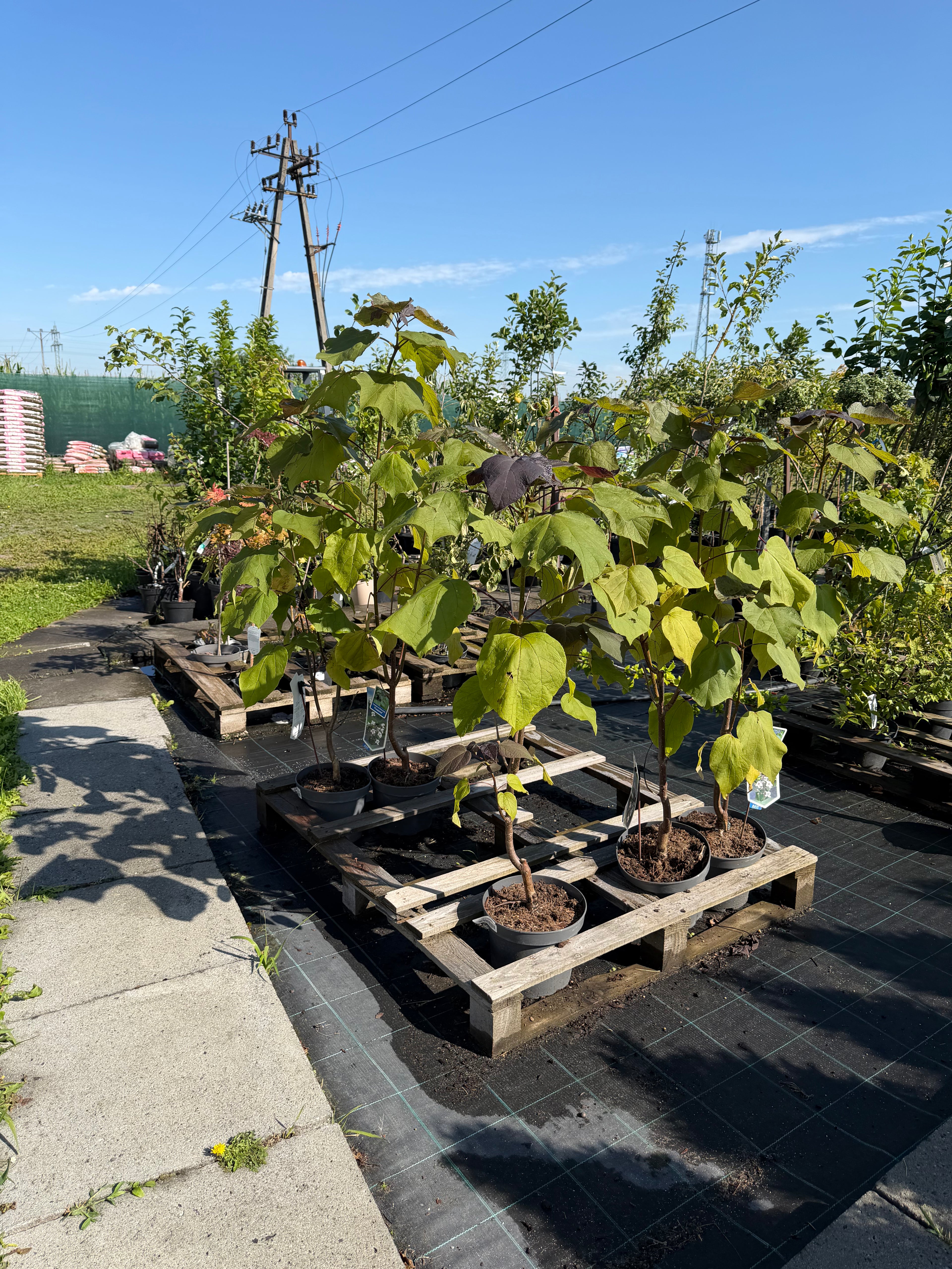Katalpa purpurowa ‘Purpurea’ – duże purpurowe liście | Catalpa erubescens