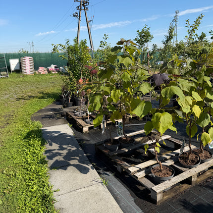 Katalpa purpurowa ‘Purpurea’ – duże purpurowe liście | Catalpa erubescens