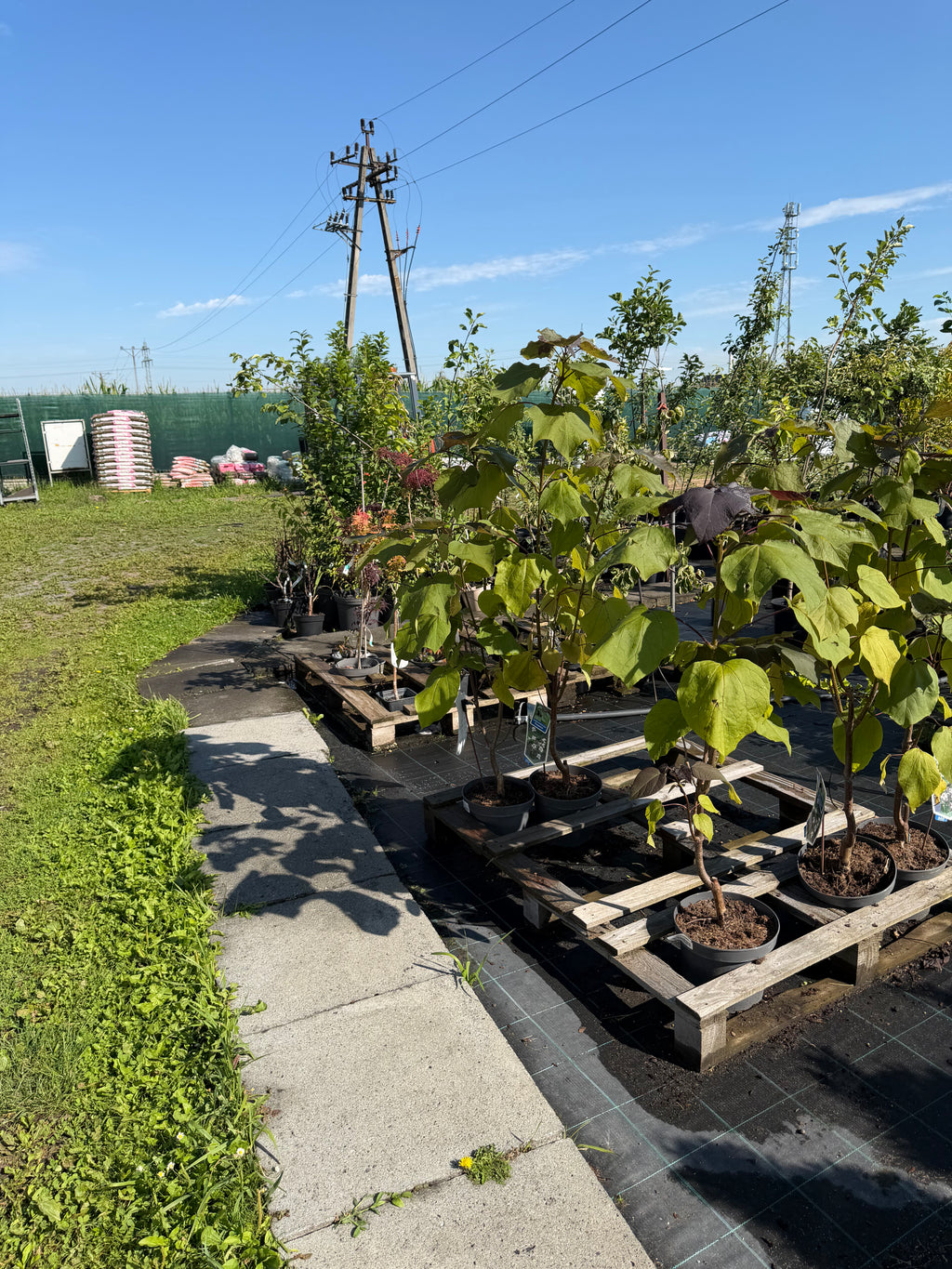 Katalpa purpurowa ‘Purpurea’ – duże purpurowe liście | Catalpa erubescens