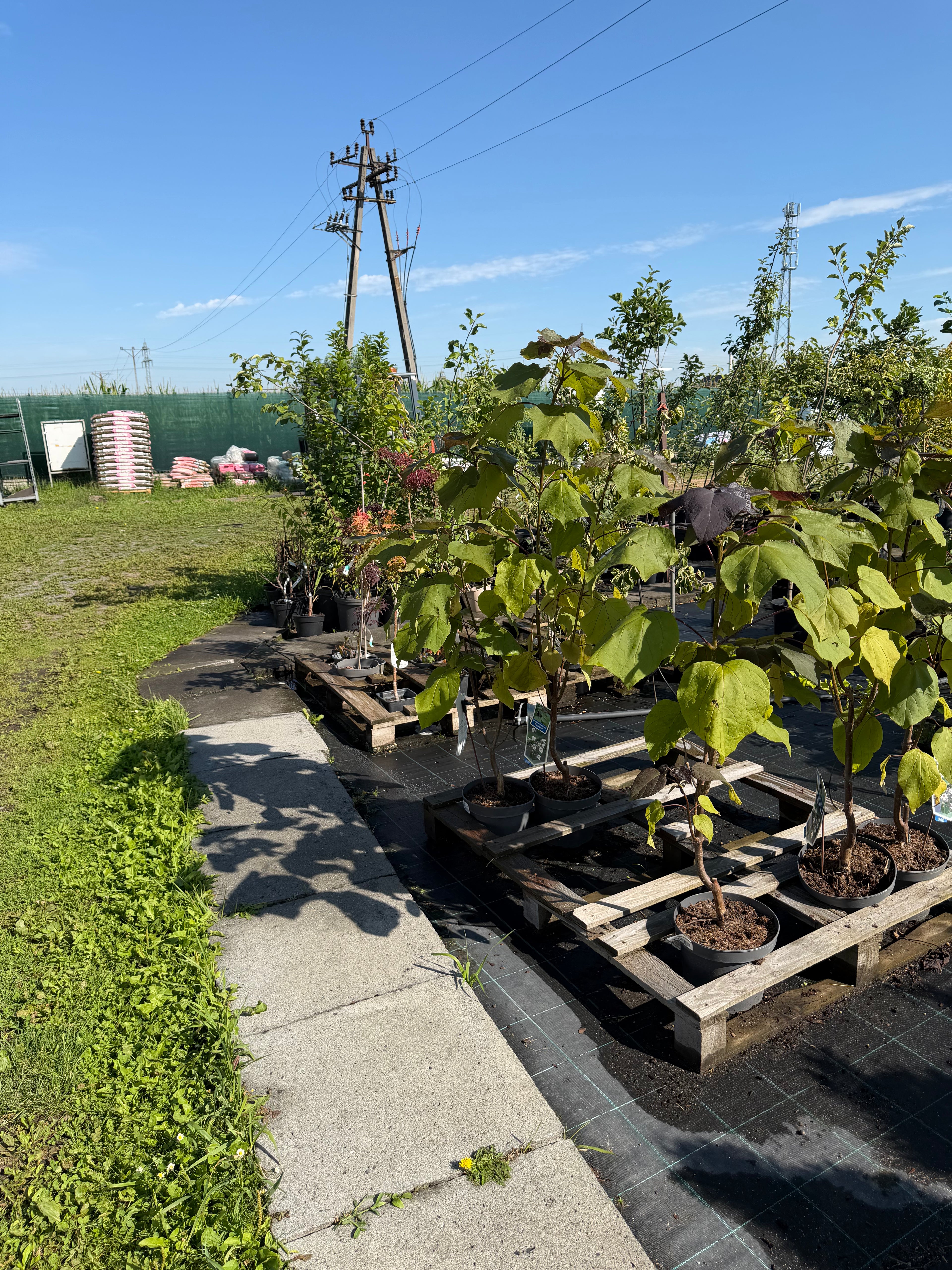Katalpa purpurowa ‘Purpurea’ – duże purpurowe liście | Catalpa erubescens