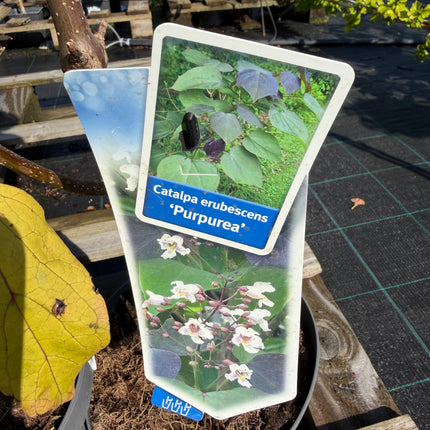 Katalpa purpurowa ‘Purpurea’ – duże purpurowe liście | Catalpa erubescens