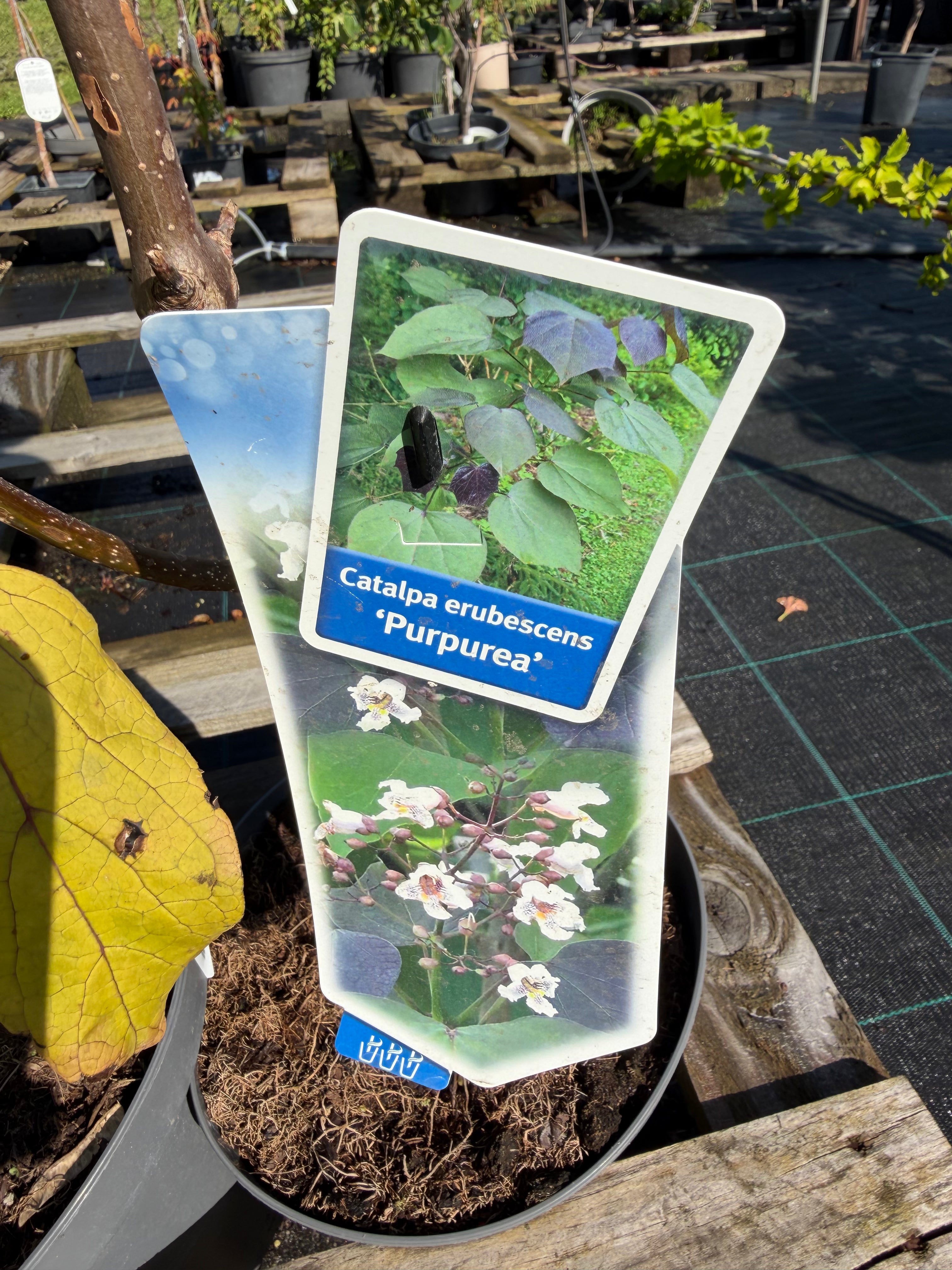 Katalpa purpurowa ‘Purpurea’ – duże purpurowe liście | Catalpa erubescens