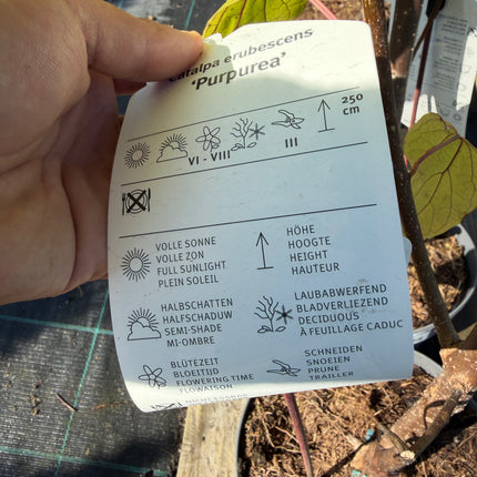 Katalpa purpurowa ‘Purpurea’ – duże purpurowe liście | Catalpa erubescens