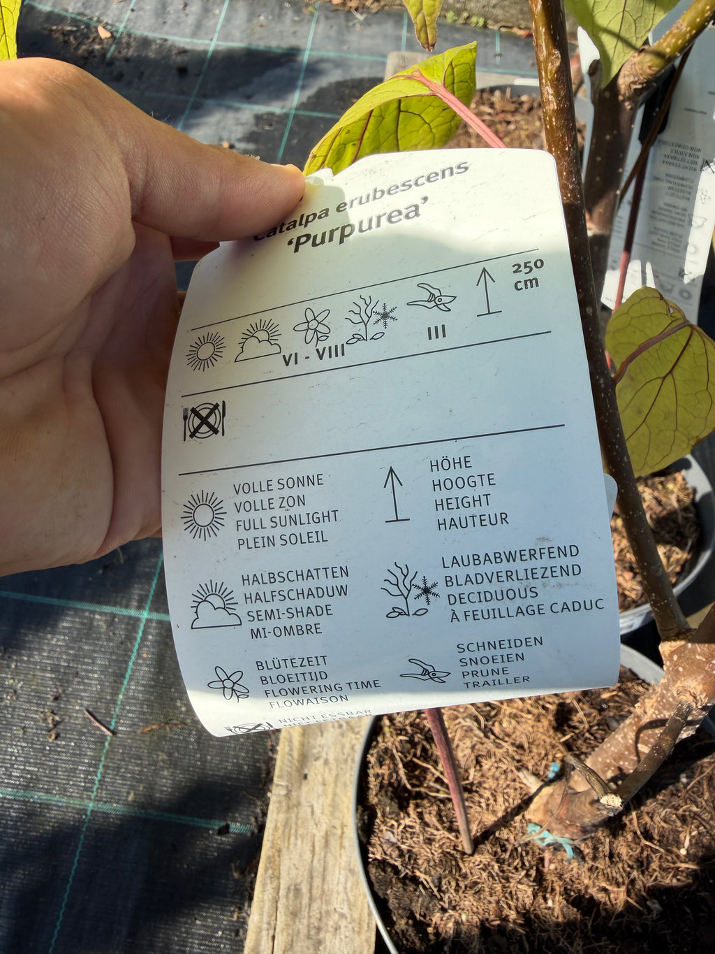 Katalpa purpurowa ‘Purpurea’ – duże purpurowe liście | Catalpa erubescens