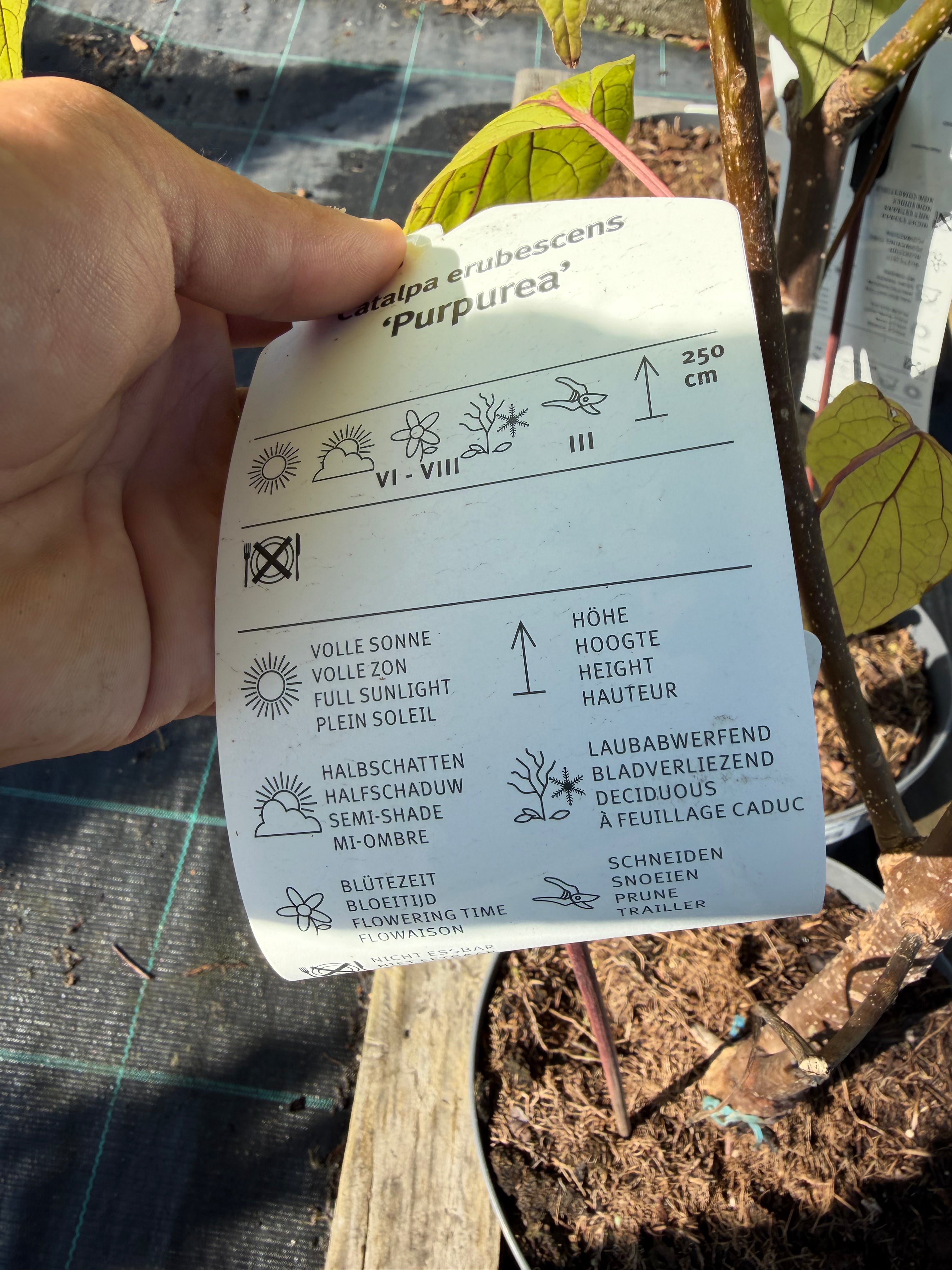 Katalpa purpurowa ‘Purpurea’ – duże purpurowe liście | Catalpa erubescens