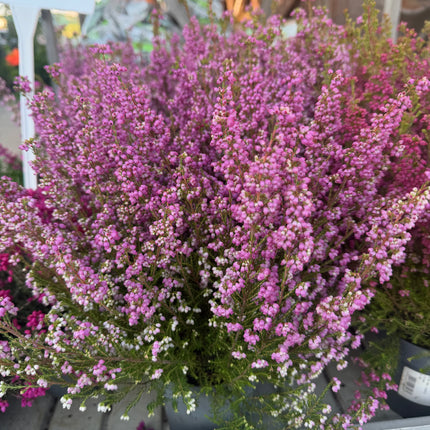 Wrzosiec  Erica gracilis kolorowa jesienna dekoracja