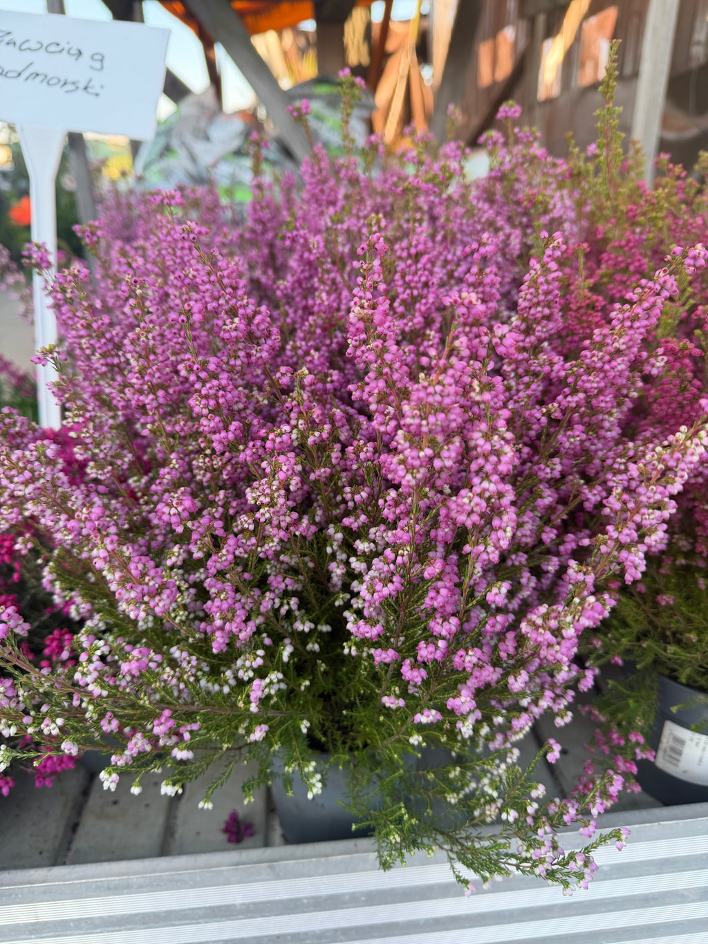 Wrzosiec  Erica gracilis kolorowa jesienna dekoracja