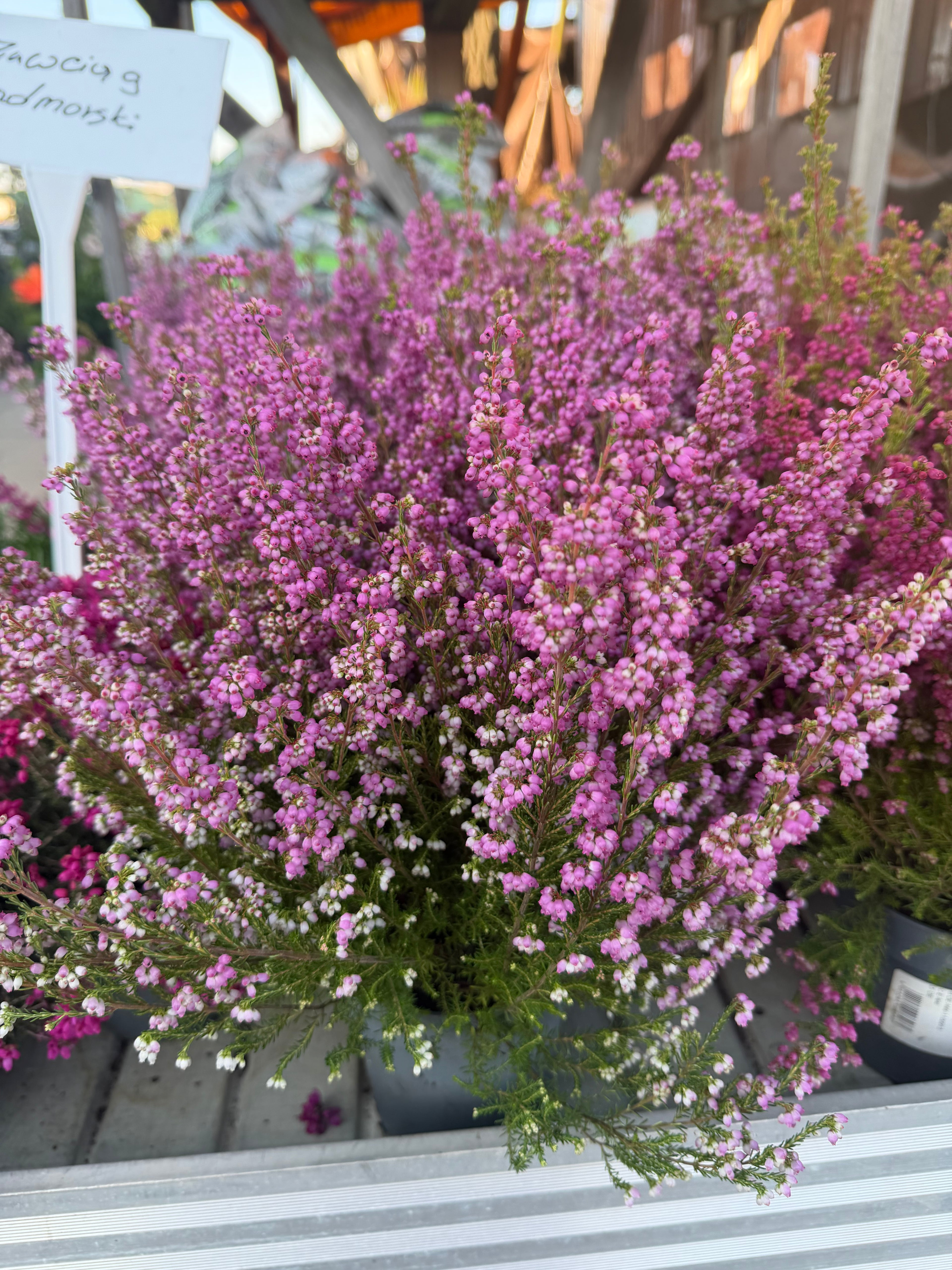 Wrzosiec  Erica gracilis kolorowa jesienna dekoracja