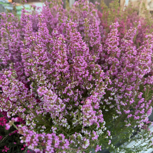 Wrzosiec  Erica gracilis kolorowa jesienna dekoracja
