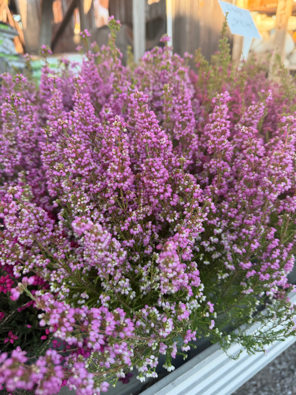 Wrzosiec  Erica gracilis kolorowa jesienna dekoracja