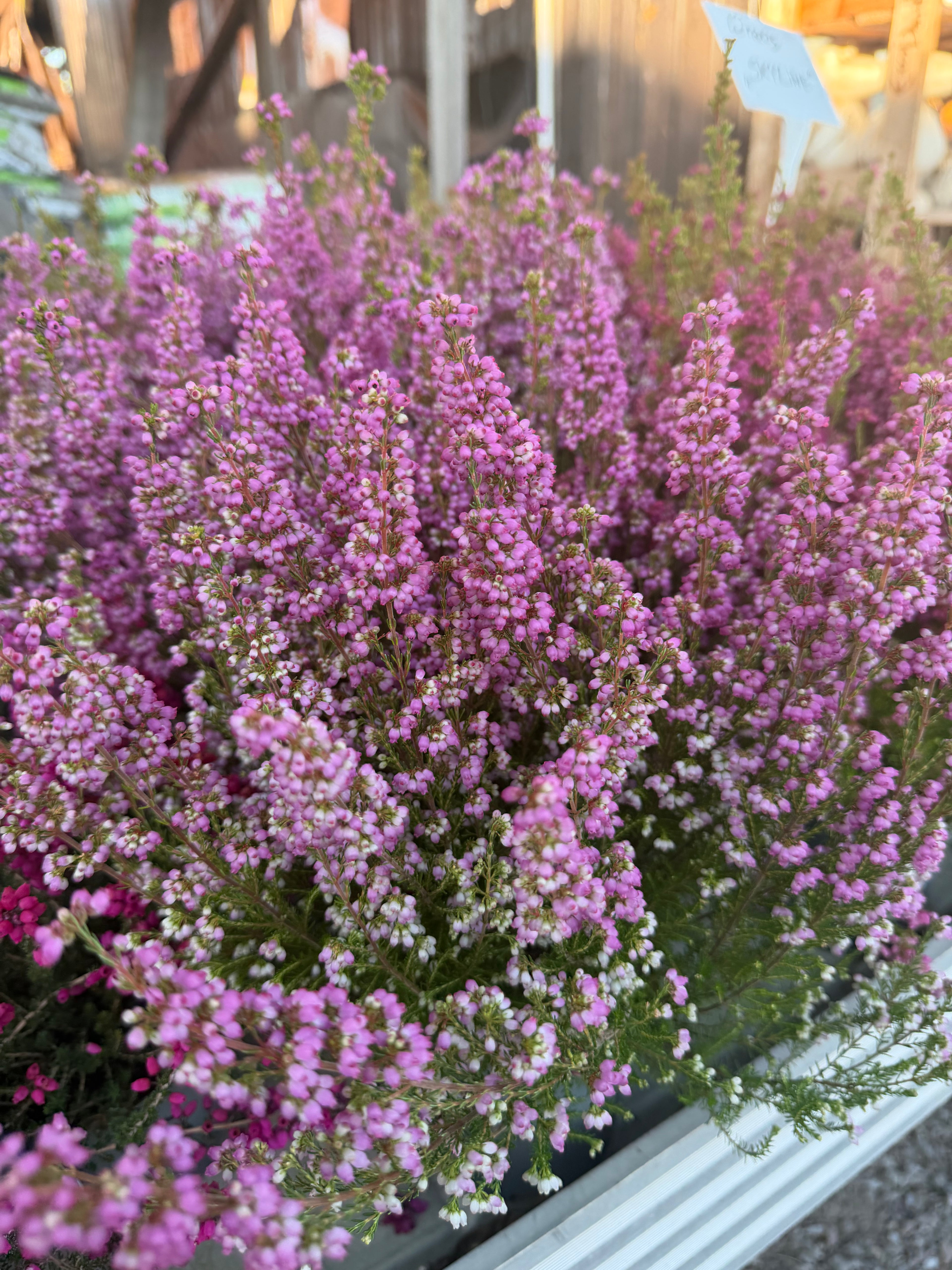 Wrzosiec  Erica gracilis kolorowa jesienna dekoracja