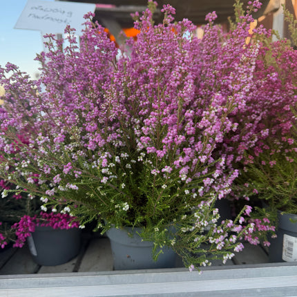 Wrzosiec  Erica gracilis kolorowa jesienna dekoracja