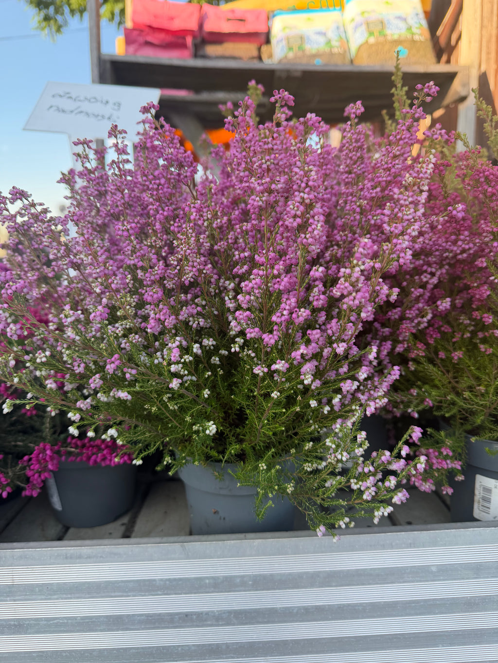 Wrzosiec  Erica gracilis kolorowa jesienna dekoracja
