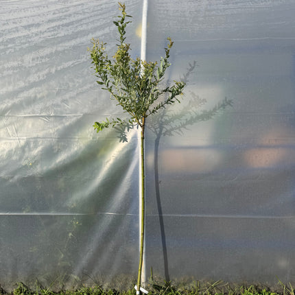 Wierzba japońska Hakuro Nishiki na pniu (Salix integra ‘Hakuro Nishiki’)