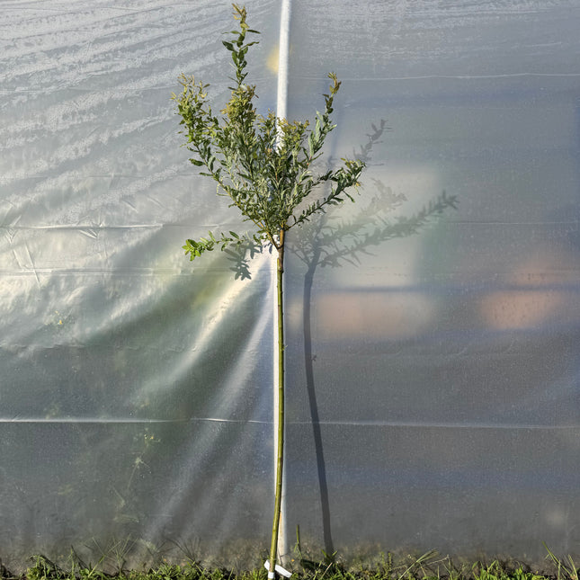 Wierzba japońska Hakuro Nishiki na pniu (Salix integra ‘Hakuro Nishiki’)