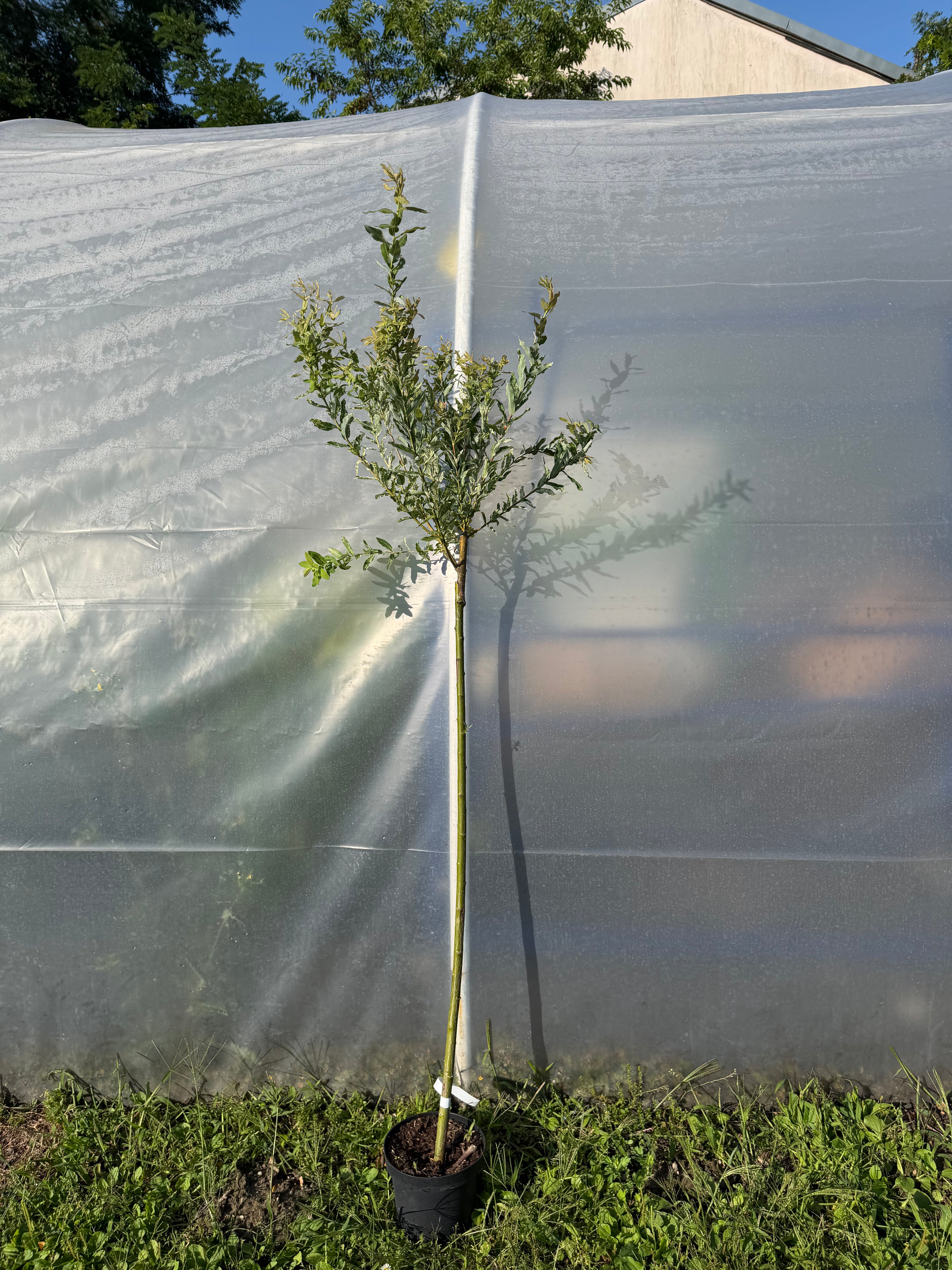 Wierzba japońska Hakuro Nishiki na pniu (Salix integra ‘Hakuro Nishiki’)
