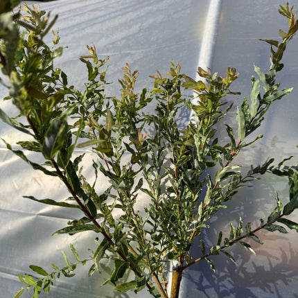 Wierzba japońska Hakuro Nishiki na pniu (Salix integra ‘Hakuro Nishiki’)