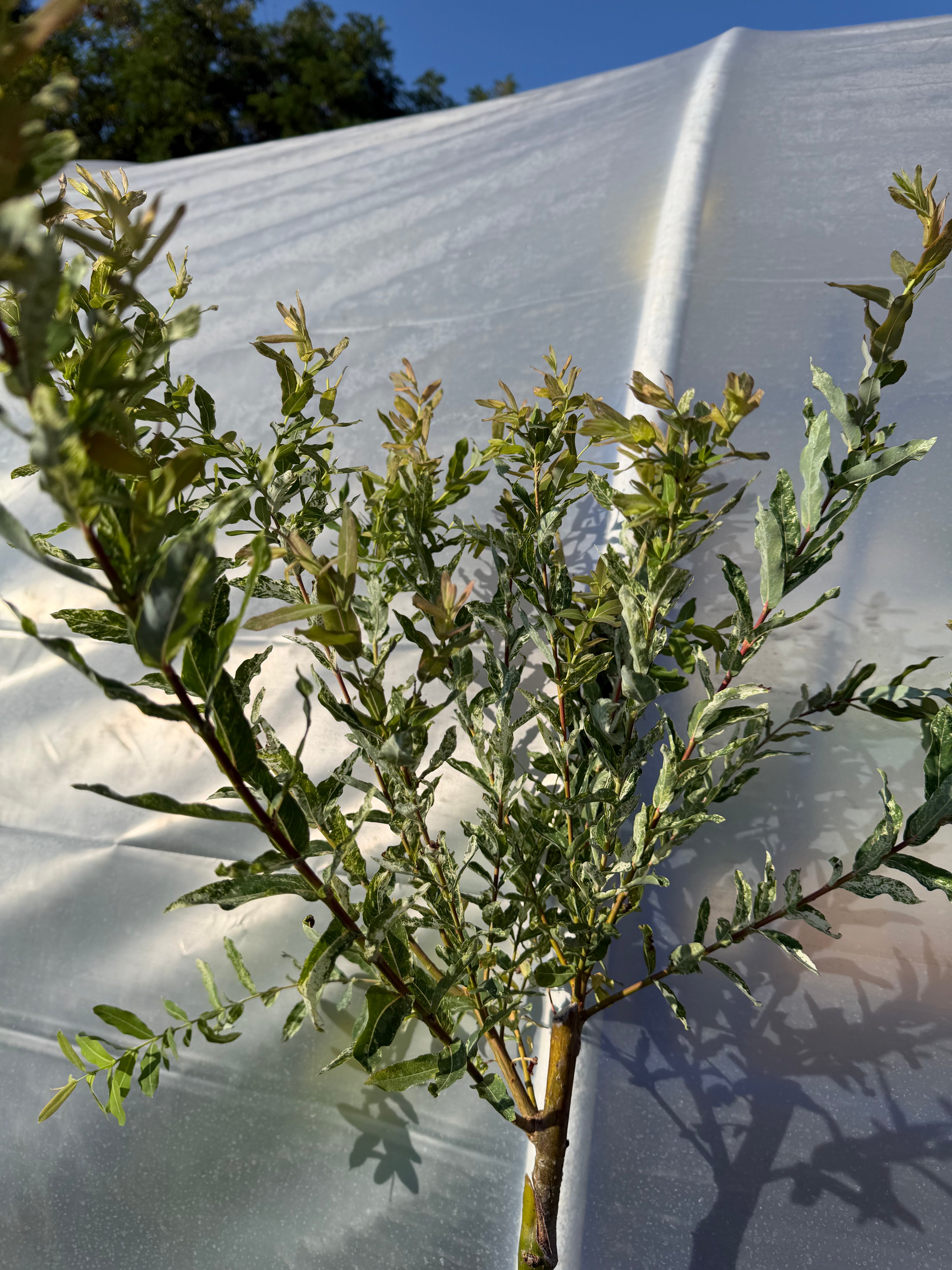 Wierzba japońska Hakuro Nishiki na pniu (Salix integra ‘Hakuro Nishiki’)
