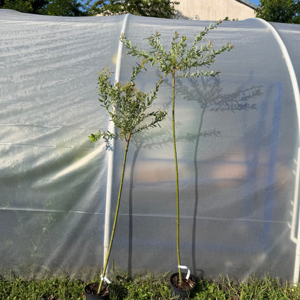 Wierzba japońska Hakuro Nishiki na pniu (Salix integra ‘Hakuro Nishiki’)