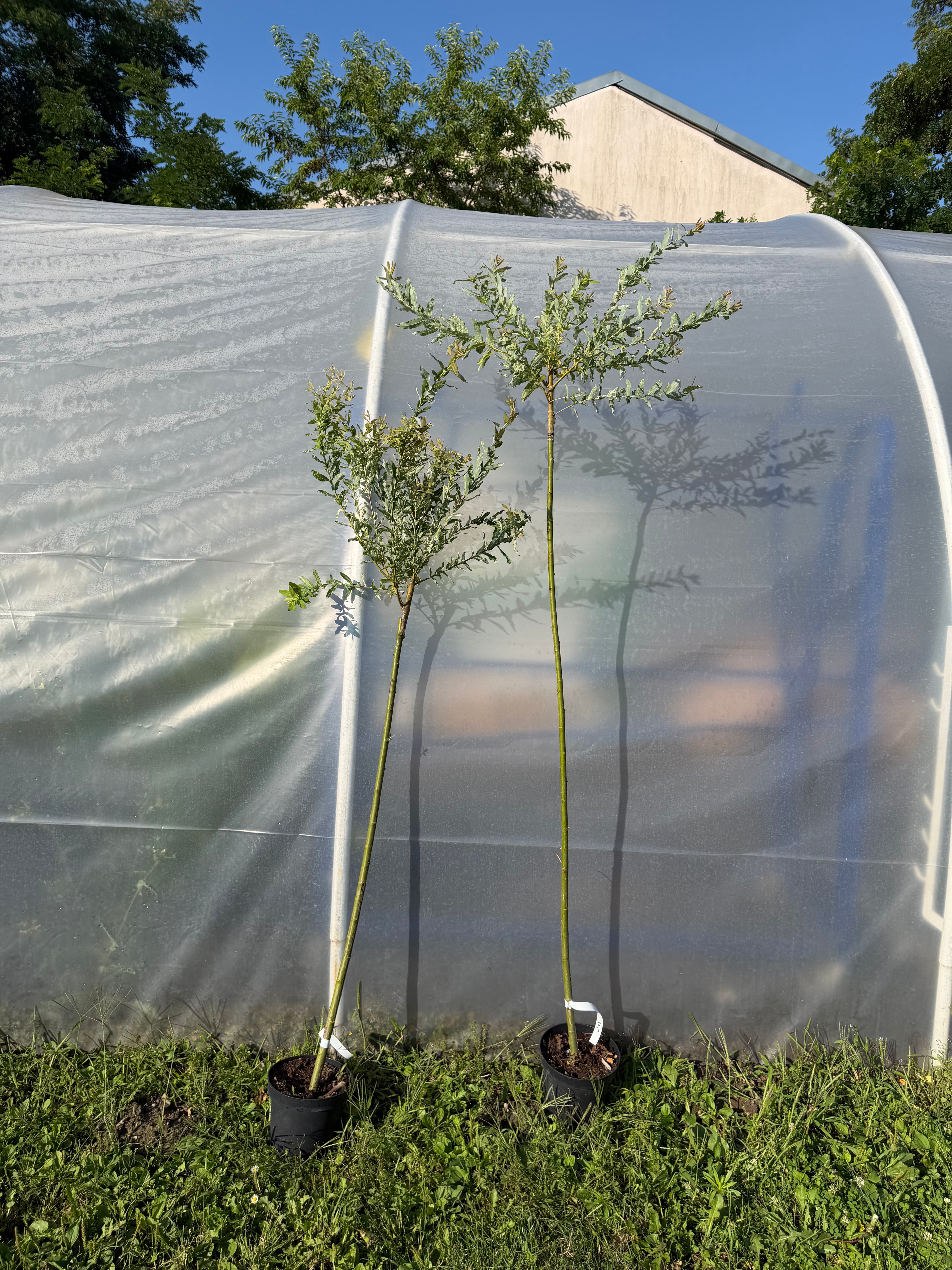 Wierzba japońska Hakuro Nishiki na pniu (Salix integra ‘Hakuro Nishiki’)