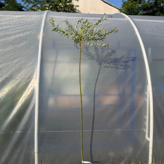 Wierzba japońska Hakuro Nishiki na pniu (Salix integra ‘Hakuro Nishiki’)