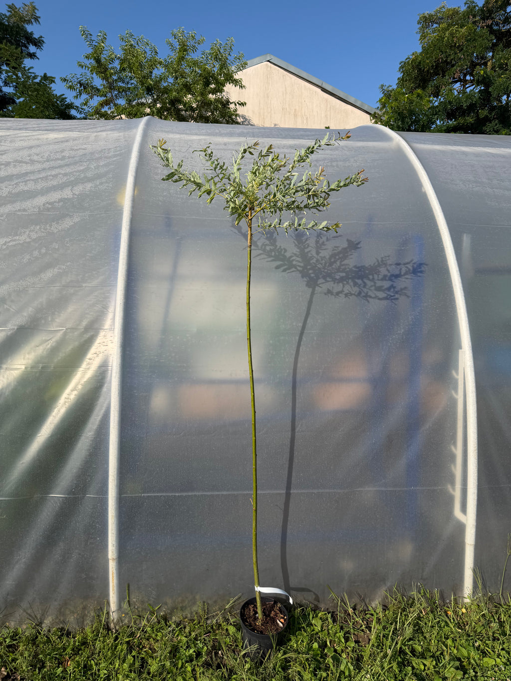 Wierzba japońska Hakuro Nishiki na pniu (Salix integra ‘Hakuro Nishiki’)