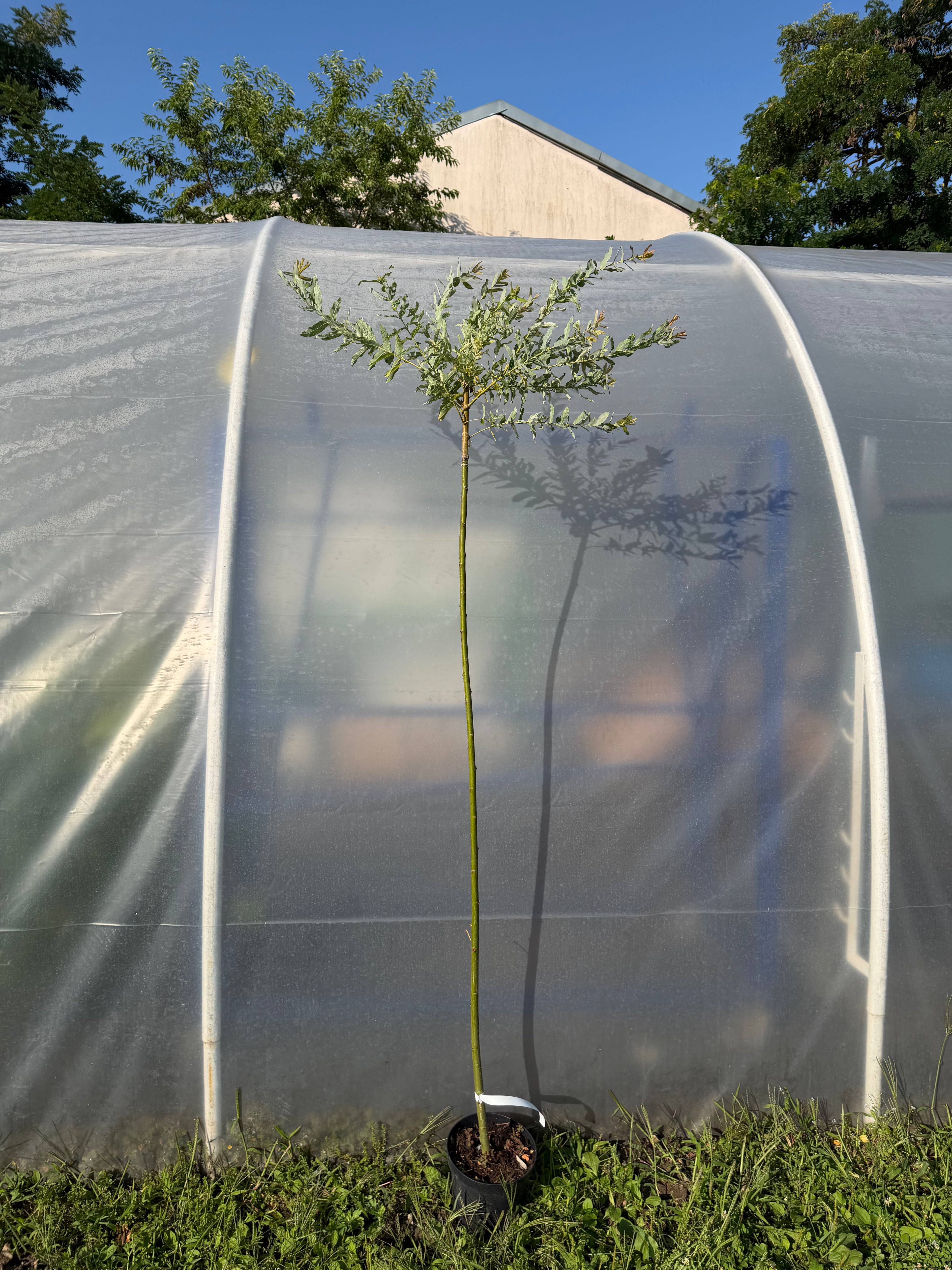 Wierzba japońska Hakuro Nishiki na pniu (Salix integra ‘Hakuro Nishiki’)