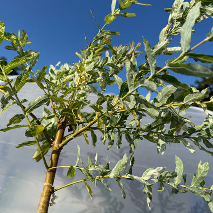 Wierzba japońska Hakuro Nishiki na pniu (Salix integra ‘Hakuro Nishiki’)