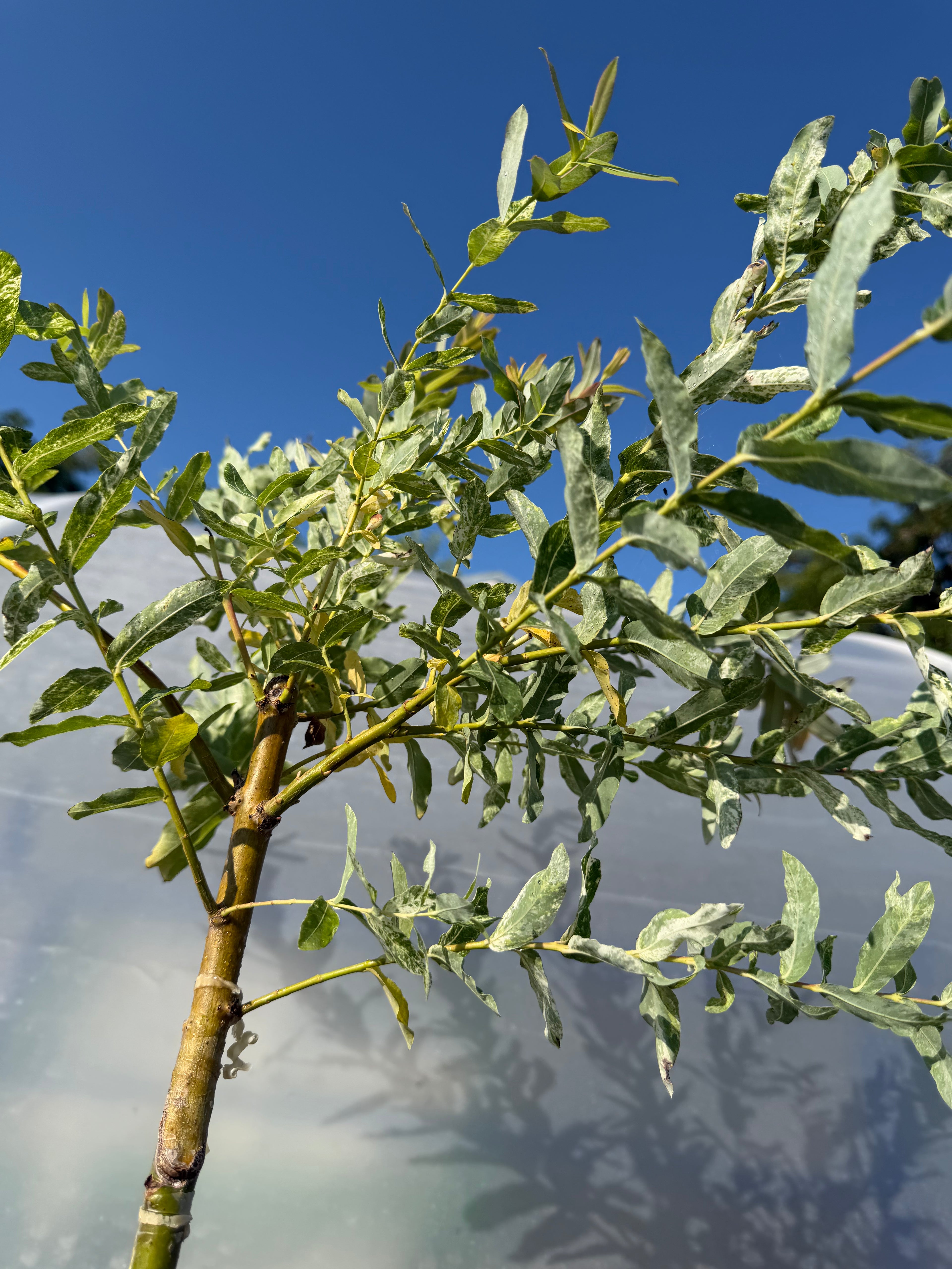 Wierzba japońska Hakuro Nishiki na pniu (Salix integra ‘Hakuro Nishiki’)