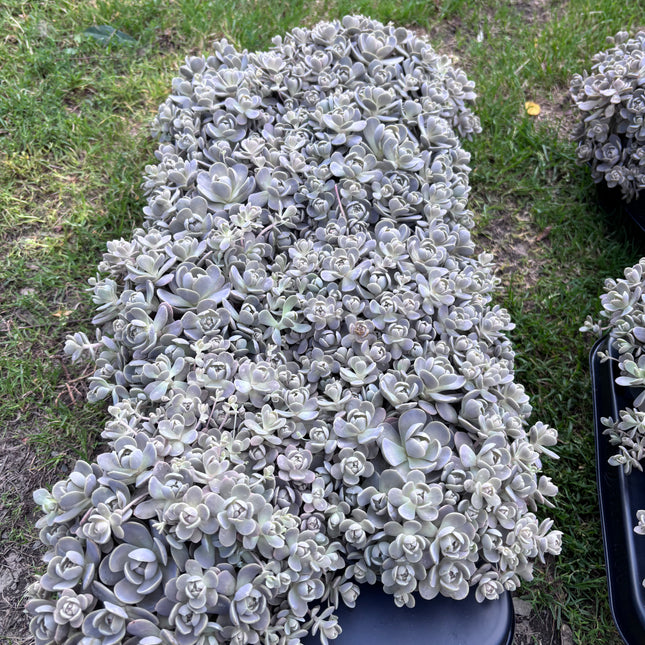 Orostachys iwarenge srebrzysty sukulent ogrodowy