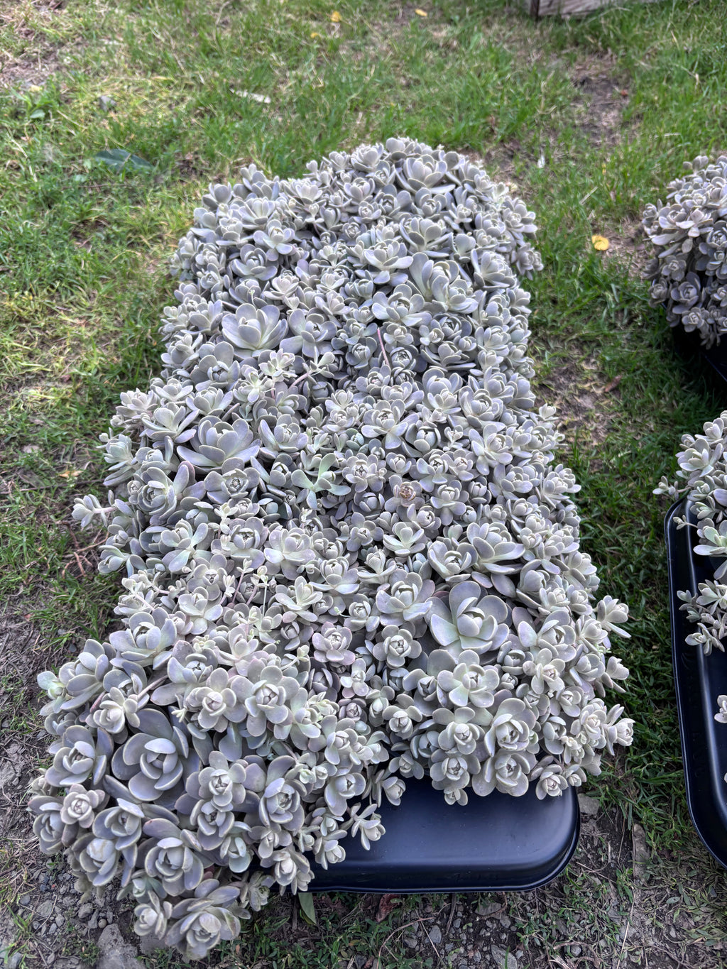 Orostachys iwarenge srebrzysty sukulent ogrodowy