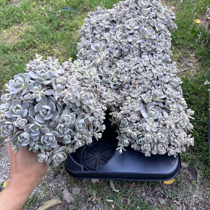 Orostachys iwarenge srebrzysty sukulent ogrodowy