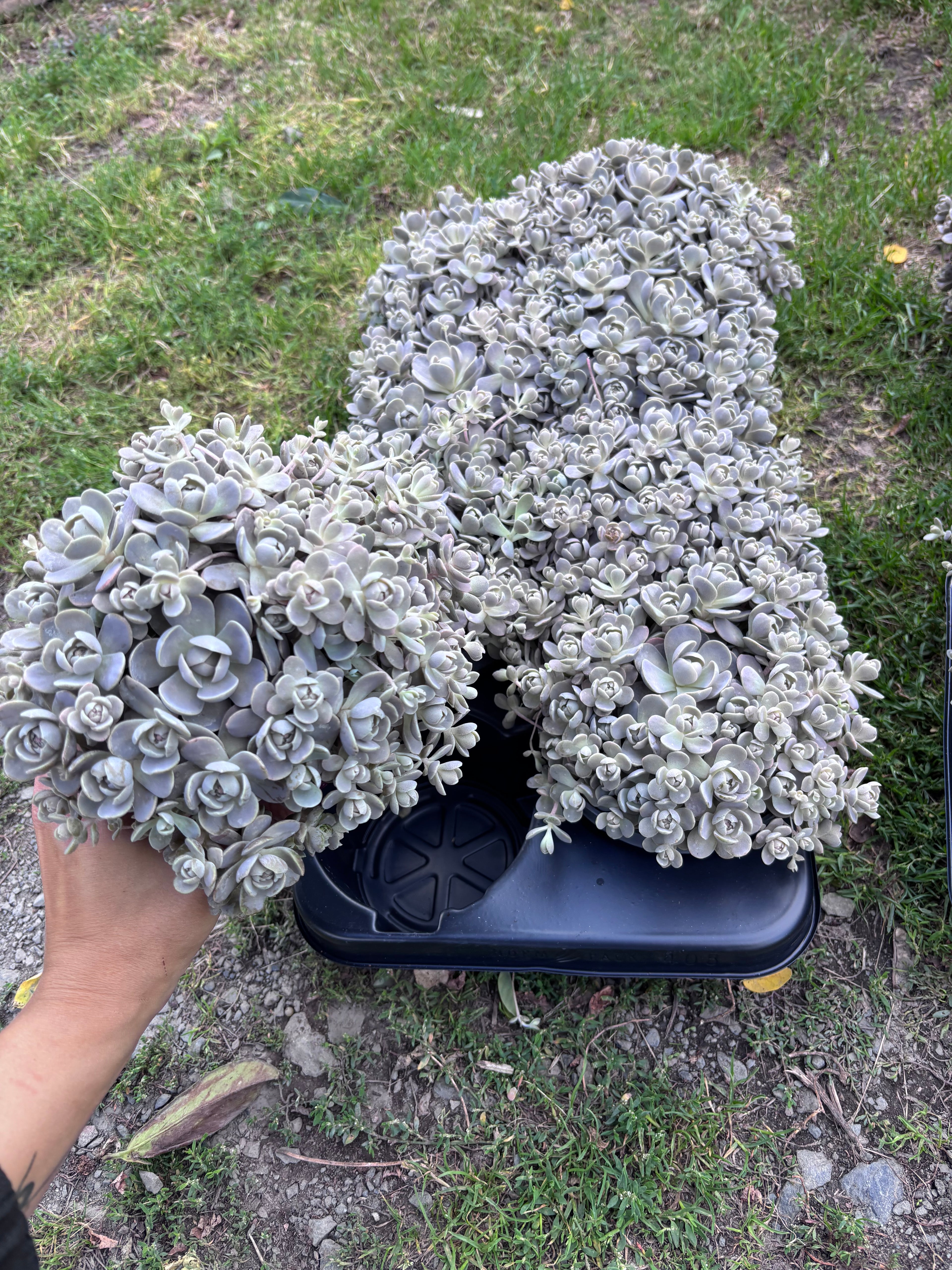 Orostachys iwarenge srebrzysty sukulent ogrodowy