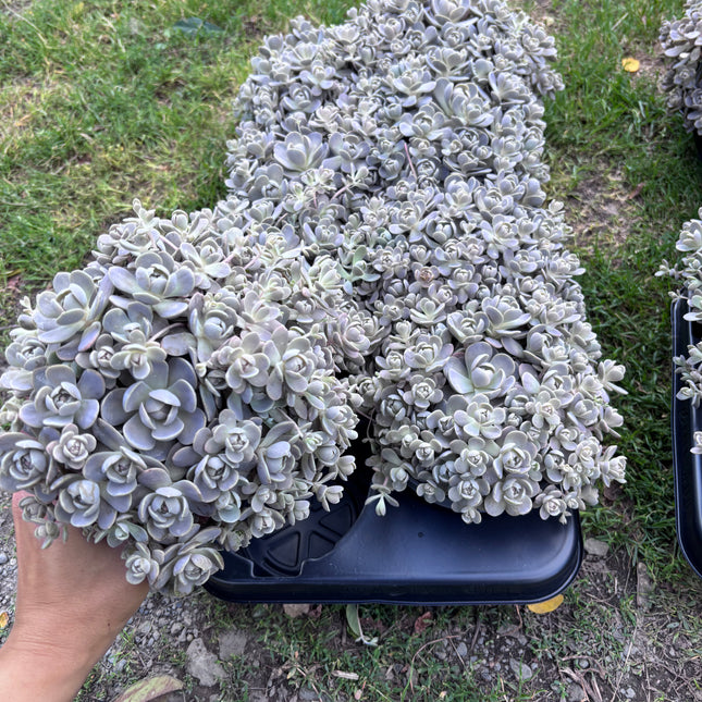 Orostachys iwarenge srebrzysty sukulent ogrodowy