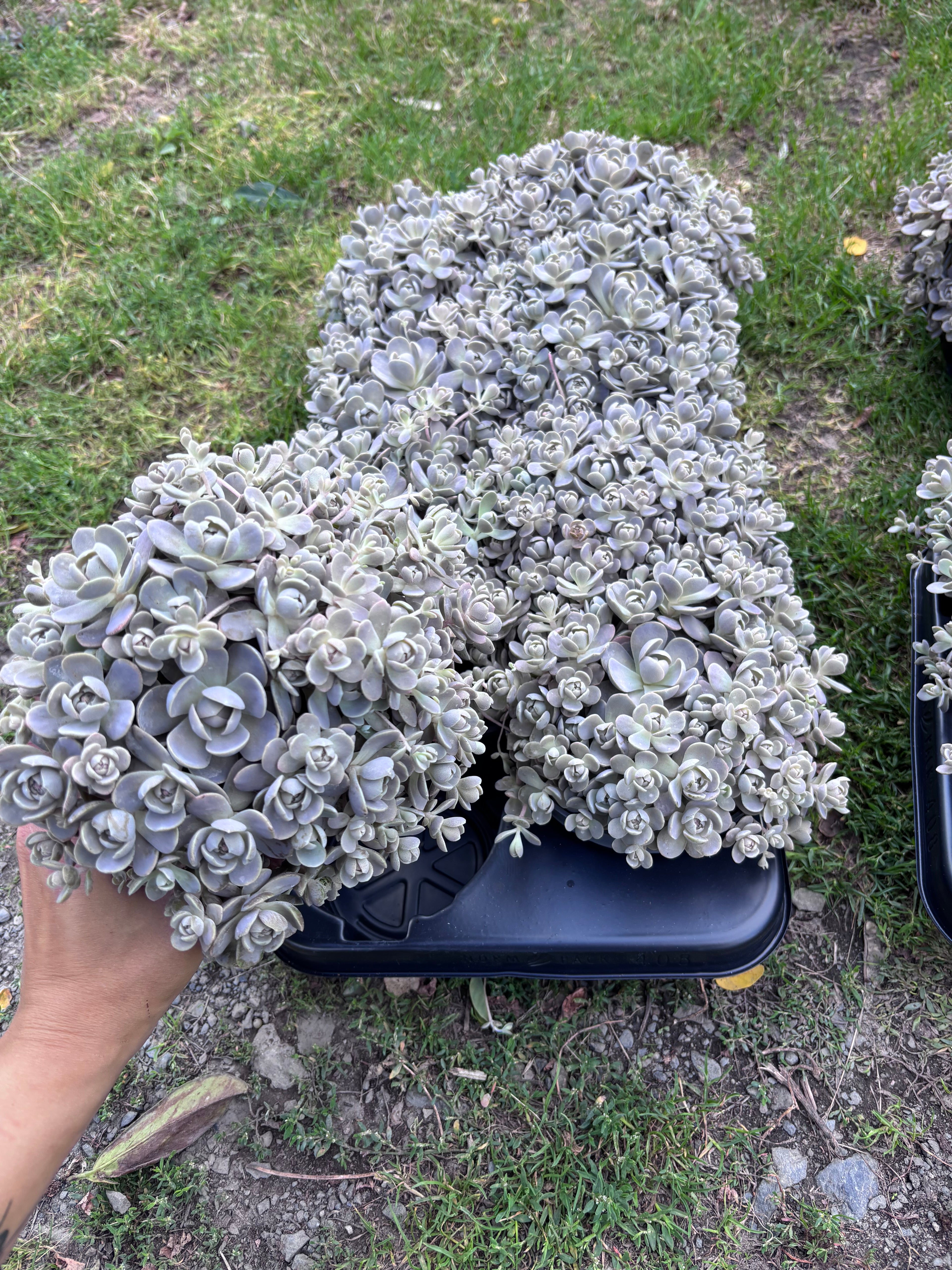 Orostachys iwarenge srebrzysty sukulent ogrodowy