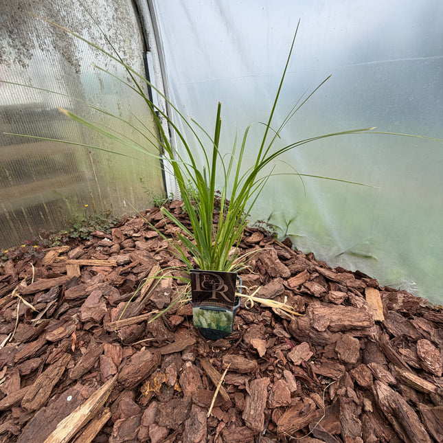 Trawa pampasowa ‘Pumila’ – Cortaderia selloana
