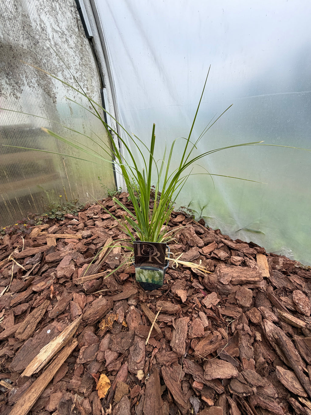 Trawa pampasowa ‘Pumila’ – Cortaderia selloana