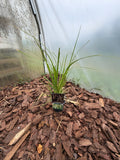Trawa pampasowa ‘Pumila’ – Cortaderia selloana