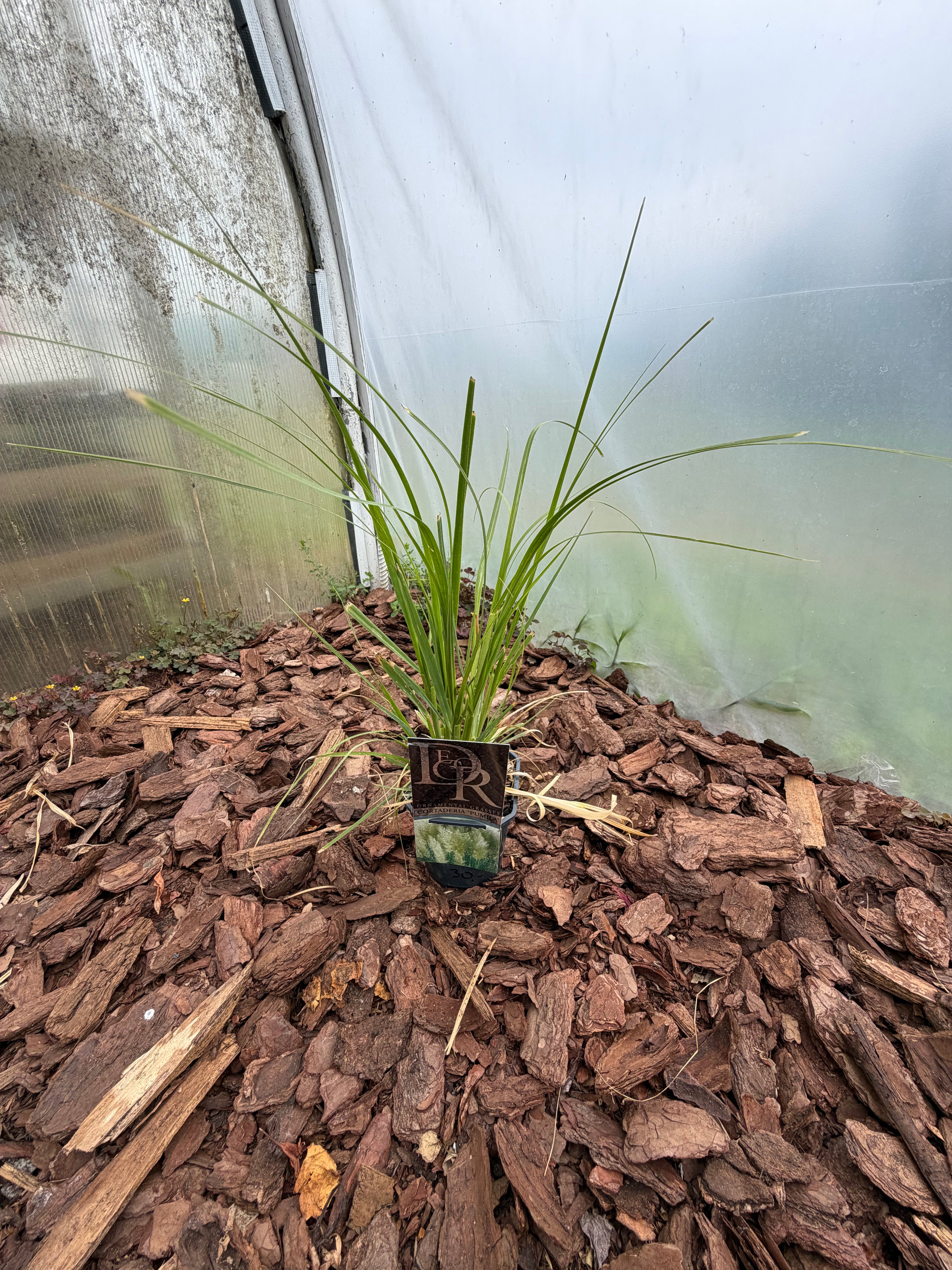 Trawa pampasowa ‘Pumila’ – Cortaderia selloana