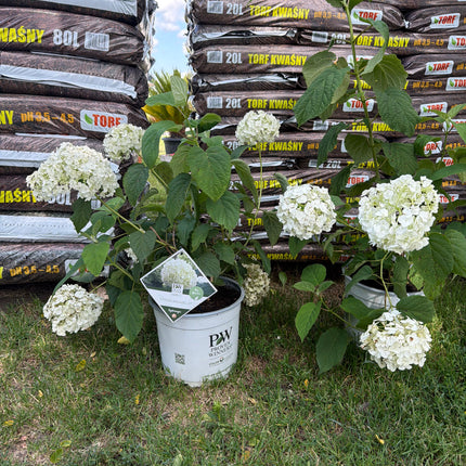 Hortensja drzewiasta ‘Strong Annabelle’ – Hydrangea arborescens