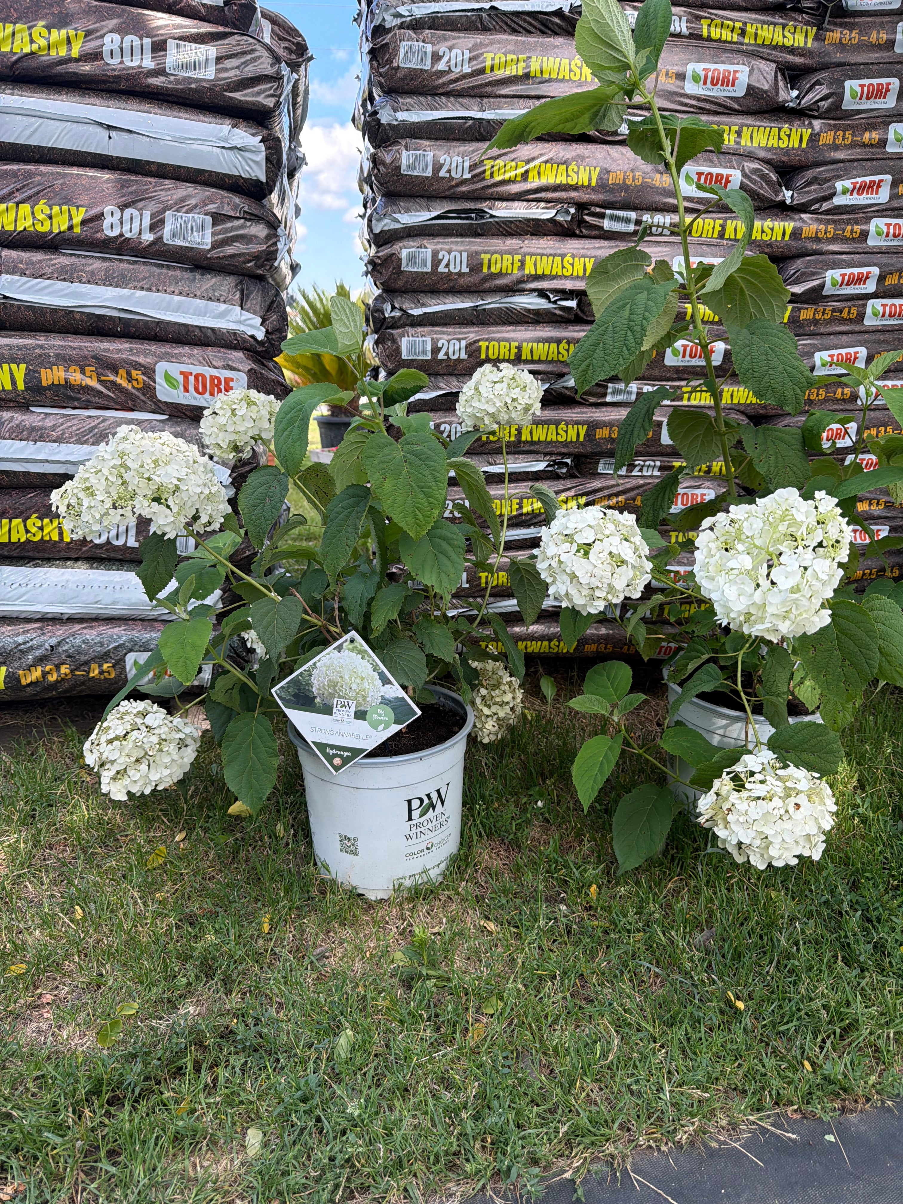 Hortensja drzewiasta ‘Strong Annabelle’ – Hydrangea arborescens